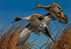 David A. Maass, Pintails, oil on masonite
