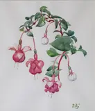 Rosaleen Brigid Ganly, Fuschia