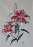 Rosaleen Brigid Ganly, Stargazer Lily