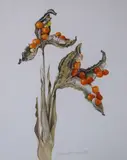 Frances Poskitt, Study, Seedpod - Iris Foetidissima, Gouache on paper