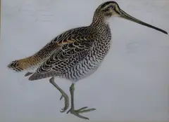 H. Whitely, Woodcock, Guyana, Watercolour