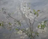 Phoebe Donovan, White Petals