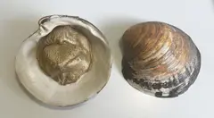 Dorothy Cross, Sea Shells, Mixed media