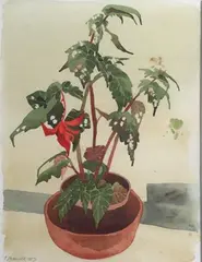 Ruth Brandt, Potted Plant, Watercolour