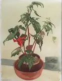 Ruth Brandt, Potted Plant, Watercolour