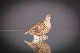 Grouse by Oisín Kelly, Painted pottery, sold May 2022