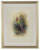 William Edward Powell, A Macaw On Its Perch, Watercolour