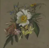 Edward Henry Woodall, Three Botanical Studies Of Australian Plants, 1880, Watercolour and gouache