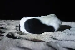 Signe Marie Andersen, Dog in Dark, C-print montert på aluminium