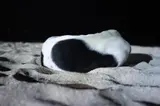 Signe Marie Andersen, Dog in Dark, C-print montert på aluminium