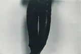Tom Sandberg, Uten tittel, 1980, Silver gelatin print