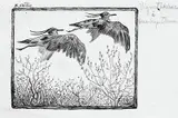To flyvende fugler Vignett-skisse by Nikolai Astrup, Penn på tynt gulhvitt papir, sold Jun 2017