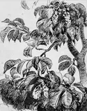 Heggeblomster by Nikolai Astrup, Tusj på kladdepapir med linjer, sold Jun 2017
