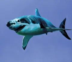 Kenneth Blom, Shark, 2008, Olje på lerret