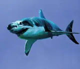 Kenneth Blom, Shark, 2008, Olje på lerret