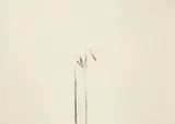 Jan Groth, Komposisjon 1984*, Kullstift på papir