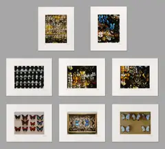 Paul Huf, set van 8 C-Print Foto’s “Butterflies”., 1985, C-Print Foto’s “Butterflies”