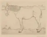 Jan Mankes, Staand Paard 1917 (Ets), 1917, Etching