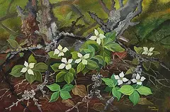 Annora Brown, Canada Dogwood, watercolour on paper