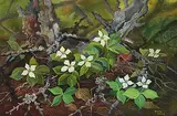 Annora Brown, Canada Dogwood, watercolour on paper