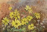 Annora Brown, Untitled - Perennial Sunflowers, watercolour on paper