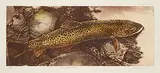 Jack Lee Cowin, A View From Above #15/20, 1995, colour etching on paper