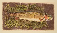 Jack Lee Cowin, High Country Cutthroat [Western Trout Series] #15/15, 1993, colour etching on paper