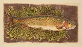 Jack Lee Cowin, High Country Cutthroat [Western Trout Series] #15/15, 1993, colour etching on paper