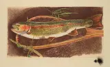 Jack Lee Cowin, River Run [Western Trout Series] #15/15 [Unique], 1992, hand coloured etching on paper