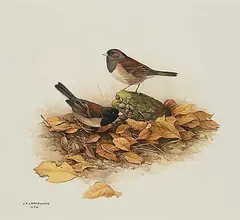 Fenwick Lansdowne, The Oregon Junco, 1974, watercolour on paper