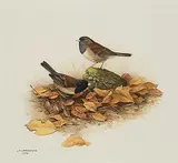 Fenwick Lansdowne, The Oregon Junco, 1974, watercolour on paper