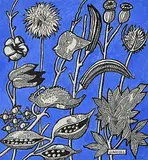 James McLaren Nicoll, Untitled - Seed Pods, ink and gouache on paper