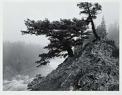 Craig Richards, Douglas Fir, Fog, Bow River [Banff National Park] #25/30, 1982, black and white photograph on paper