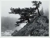 Craig Richards, Douglas Fir, Fog, Bow River [Banff National Park] #25/30, 1982, black and white photograph on paper