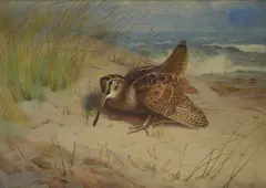Archibald Thorburn, Woodcock, First Arrival, watercolour on paper
