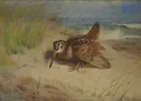 Archibald Thorburn, Woodcock, First Arrival