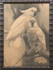 Cornelis Jan Mension, twee kaketoes, lithograph