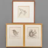 Cees Roorda, drie werken: 'Jonge haas, pencil on paper