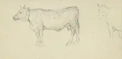 François Bocion, Etude de vaches, crayon de graphite sur toile