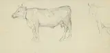 François Bocion, Etude de vaches, crayon de graphite sur toile