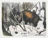 Robert Hainard, S_olitaire frottant ses défenses_