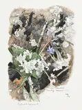 Robert Hainard, Scies de neige gelée