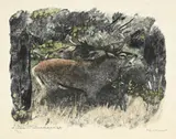 Robert Hainard, Cerf brâmant, biche et faon