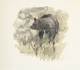 Robert Hainard, Ours dans les herbes sèches