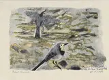 Robert Hainard, Deux bergeronnettes grises