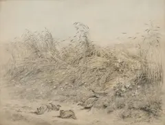 Xavier de Poret, Perdrix dans les blés, crayon de couleurs sur papier
