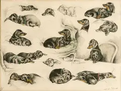 Xavier de Poret, Etudes de teckel, lithographie