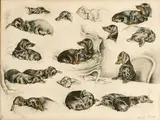 Xavier de Poret, Etudes de teckel, lithographie