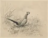 Xavier de Poret, Faisan sauvage, 1967, fusain sur papier
