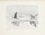Robert Hainard, Mouettes pygmées